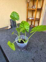 Elefantenohr ( Alocasia)