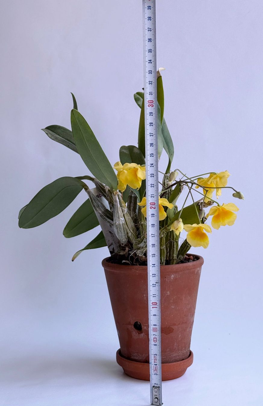 Plantes & graines: Dendrobium lindleyi ***** – Neuf (Voir description) à Dübendorf par Orchid18 3