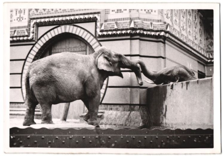 Fotografie & Manifesti: Fotografie Berlin, Zoologischer Garten,  – Usato da Berlin venduto da bartko-reher