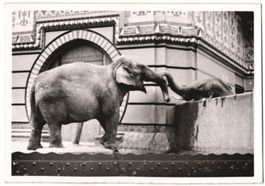 Fotografie Berlin, Zoologischer Garten, 