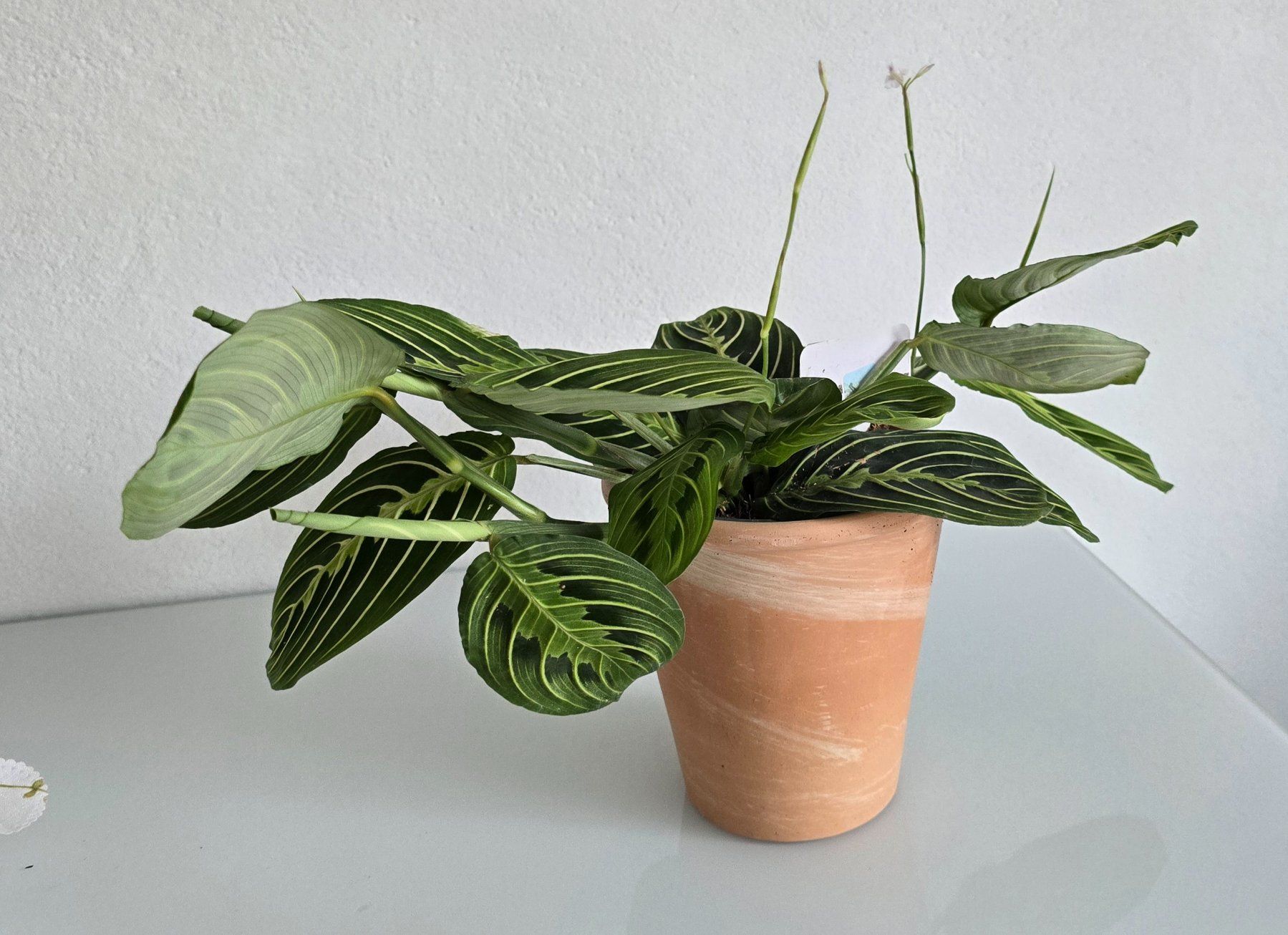 Piante & sementi: Maranta Leuconeura – Usato da Aarburg venduto da Glitzerzauber 5