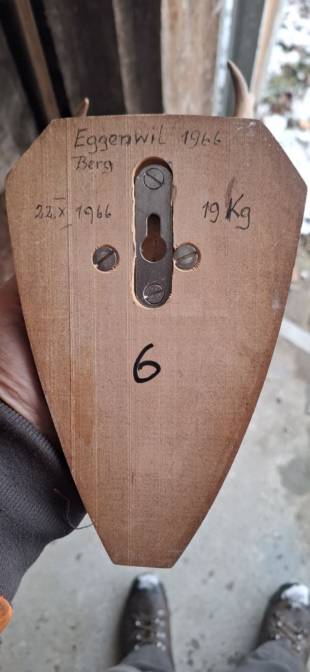 Altre raccolte & rarità: Rehgeweih auf Holzschild, Jagdtrophäe, 1966 – Usato da Buttisholz venduto da REX001 2