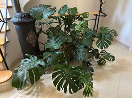 Magnifique Monstera Deliciosa XXL