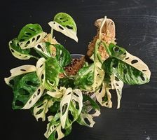 Monstera adansonii XL - Japanese Tricolor Schwemmholz Design