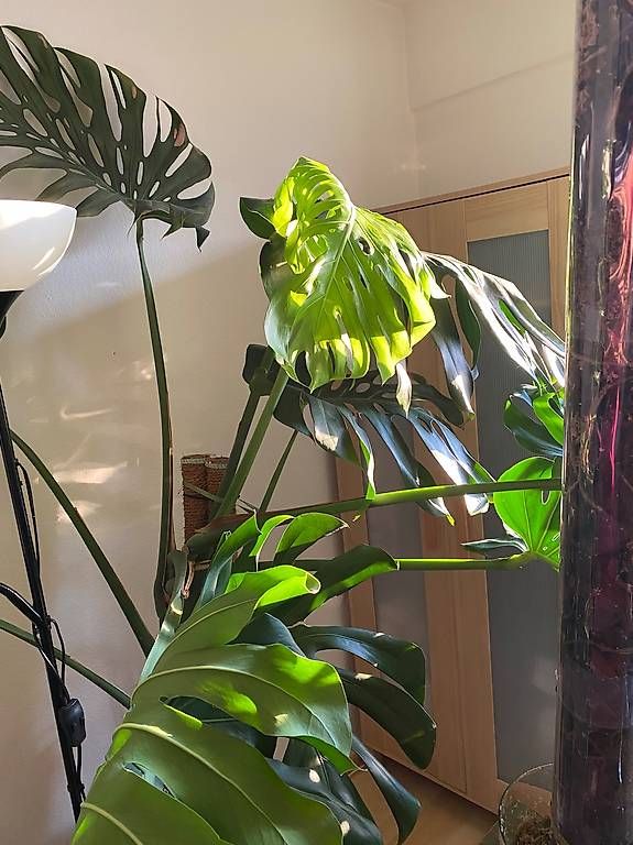 Plantes & graines: Monstera Deliciosa xxl Kopfsteckling  – D'occasion à Pratteln par Sylvie027 3