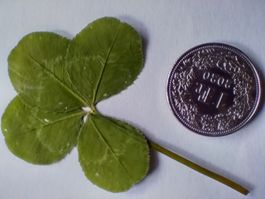 🍀4-blättriges Kleeblatt / Glücksklee / Glücksbringer!🍀