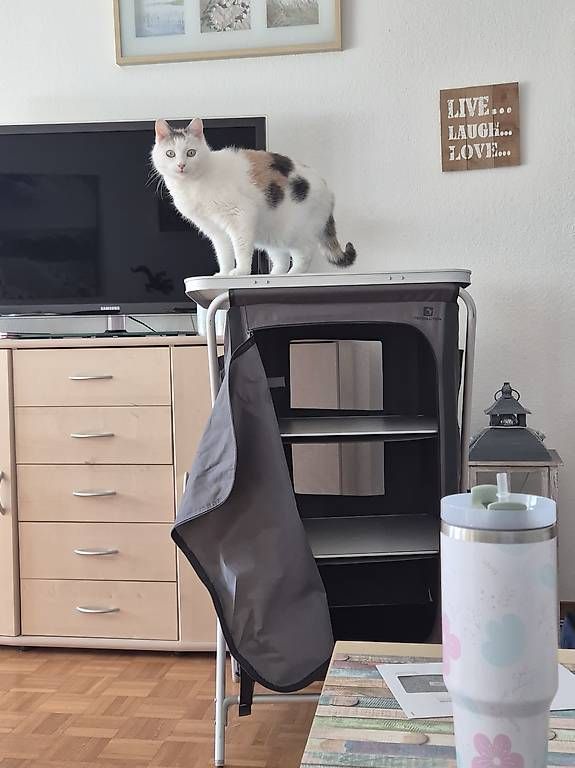 Cucine complete: Campingküche – Usato da Ipsach venduto da szb_cbv9 2