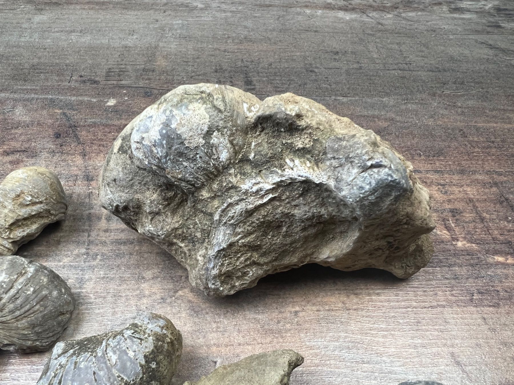 Fossili: Verschidene Fossilien – Usato da Hallau venduto da R.R.91 1