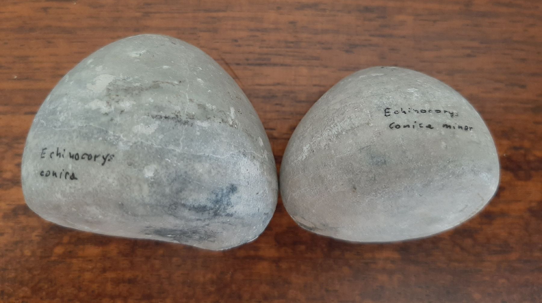 Fossilien: Seeigel Fossil 2 Stück Deutschland – Gebraucht aus Rickenbach BL von Oktober68 4
