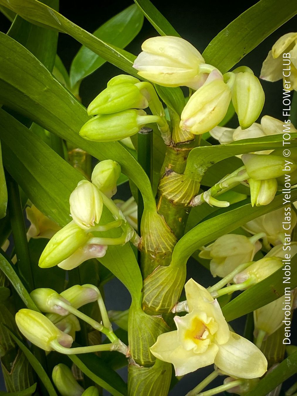 Piante & sementi: DENDROBIUM NOBILE STAR CLASS YELLOW - leuchtend gelb blühend – Nuovo e nell'imballaggio originale da Adliswil venduto da MarkyForest 1