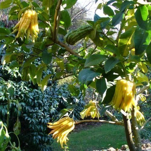 Piante & sementi: Citron Cédratier Main de Bouddha  20cm – Nuovo (secondo la descrizione) da Bremblens venduto da FIBONACCI369 6