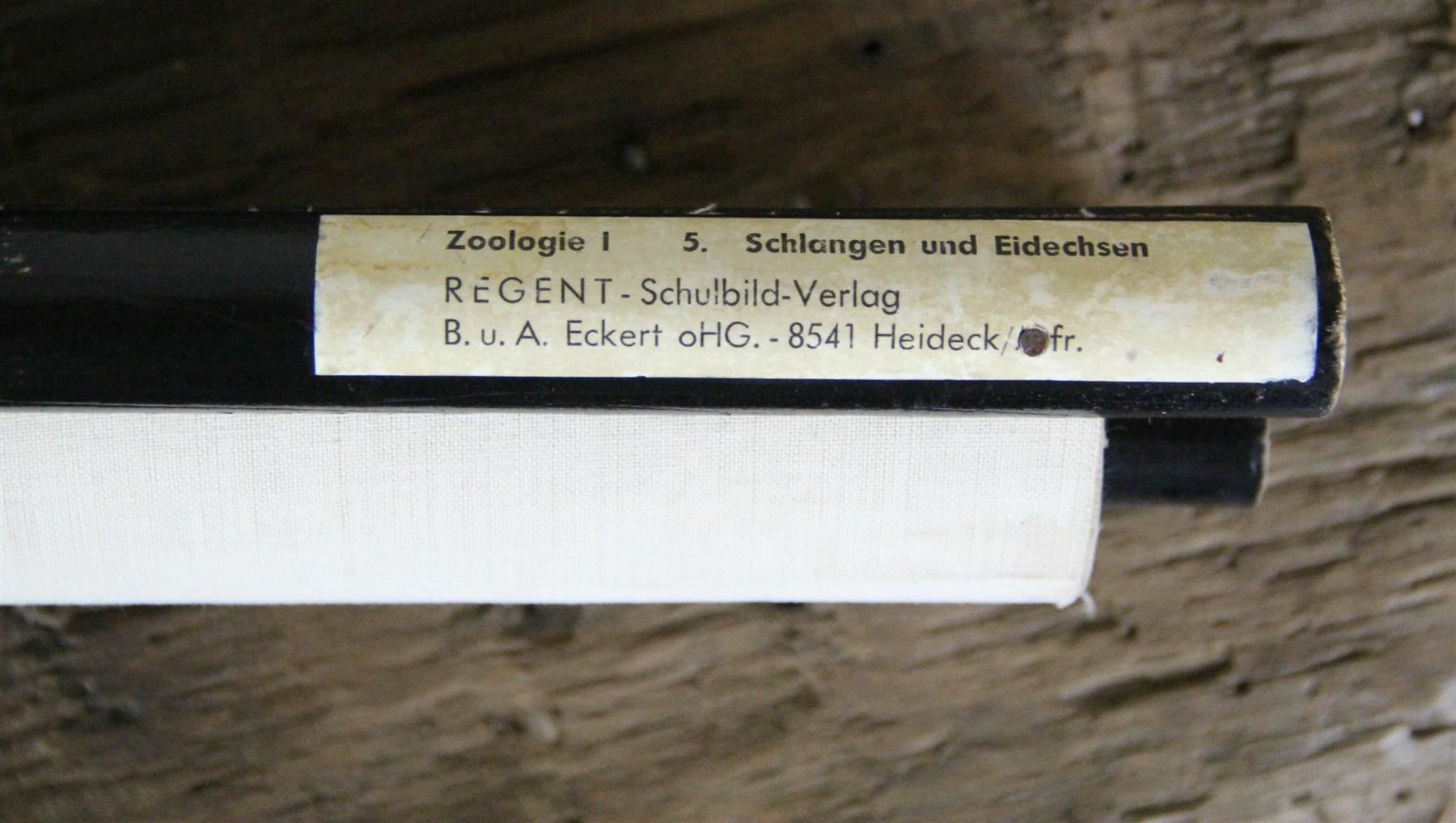 Foto & Immagini: Schulwandbild "Schlangen und Eidechsen" – Usato da Birrwil venduto da brandschatz_birrwil 9