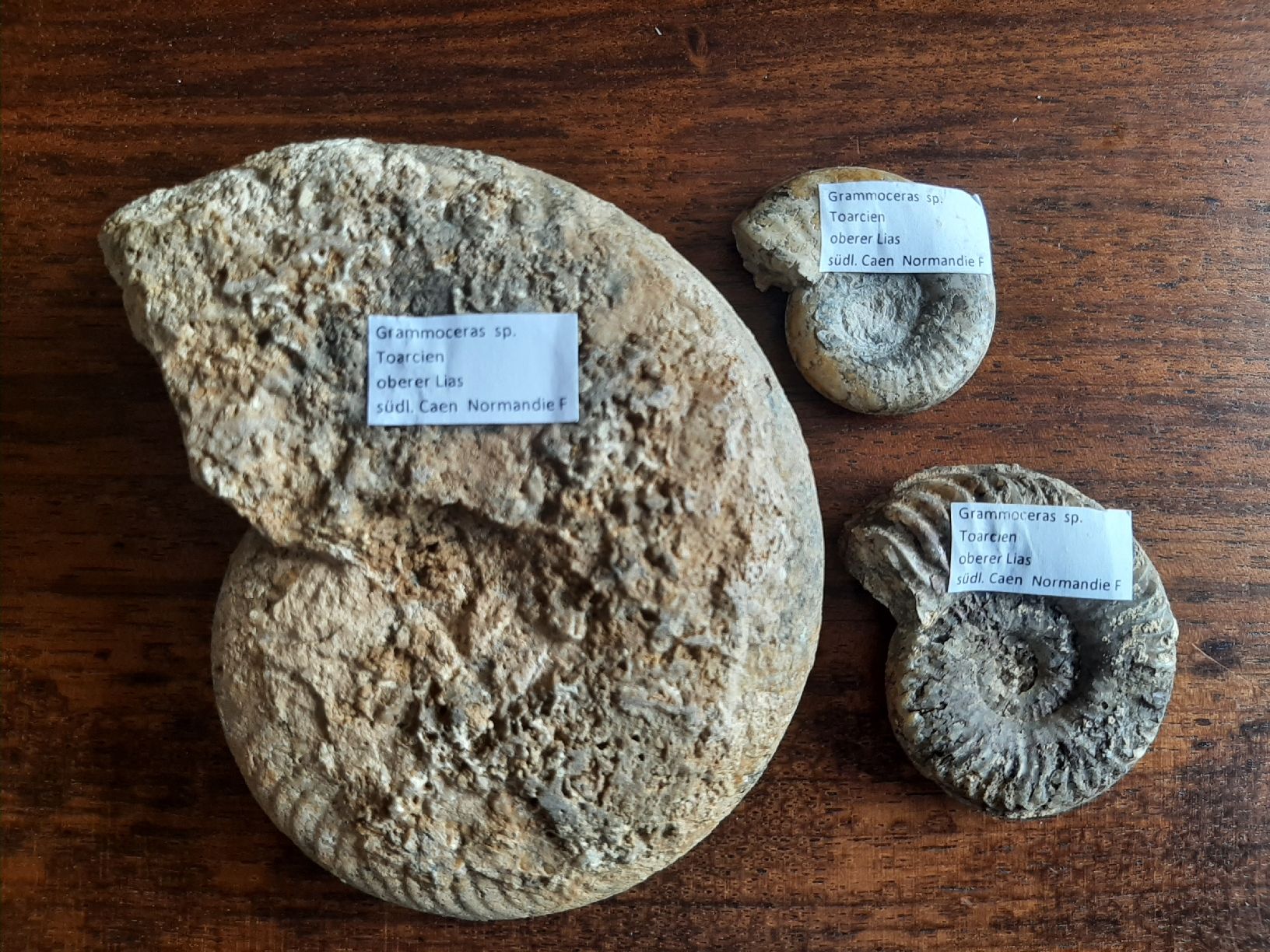 Fossili: Ammoniten Normandie – Usato da Rickenbach BL venduto da Oktober68 4