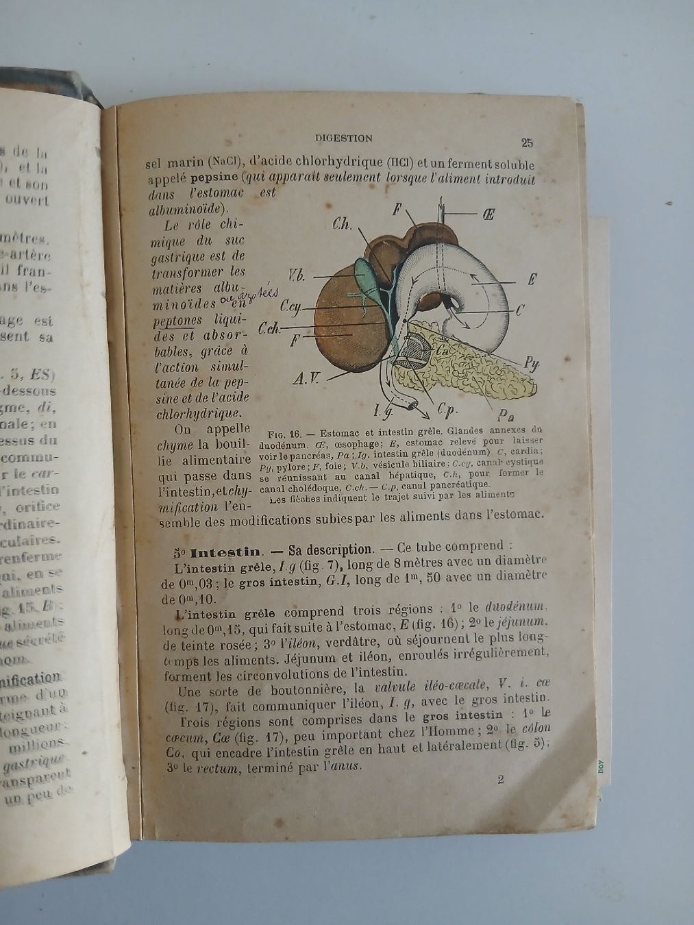 Libri: Histoire Naturelle, 1902 – Usato da Belfaux venduto da frifri500 2