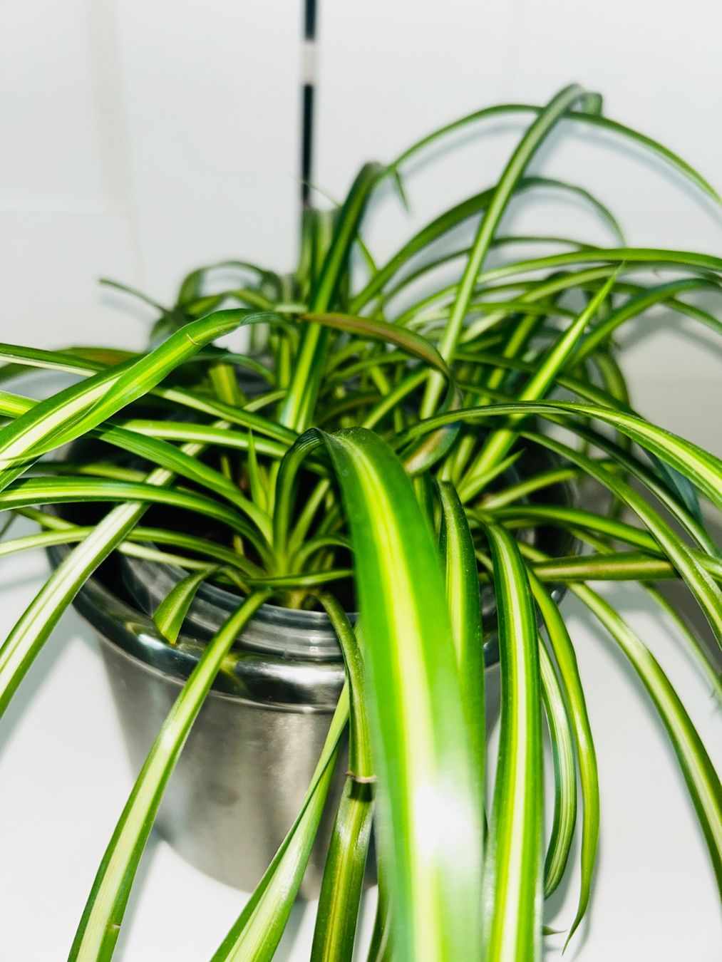 Piante & sementi: Spider plant & metal cache pot – Usato da Kilchberg ZH venduto da malibubeach 3