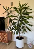 Dracaena Zimmerpflanze gross ohne Übertopf