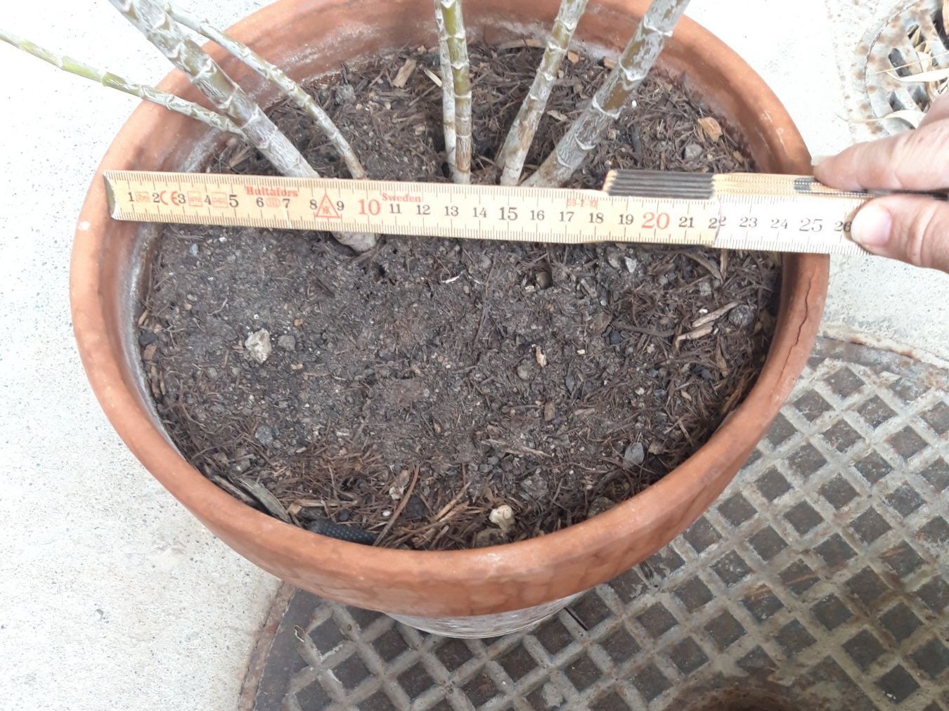 Piante & sementi: Oleander gross ohne Topf – Usato da Feuerthalen venduto da tanatha_st 4