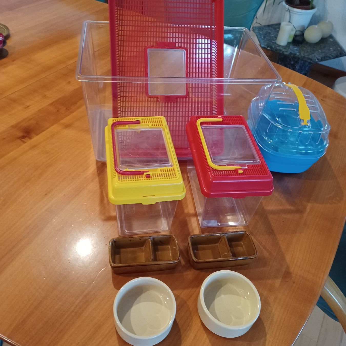 Terrariums: Terrarium , Hamsterkäfig, Transportbox – D'occasion à Waldkirch par Fantasia-101 5