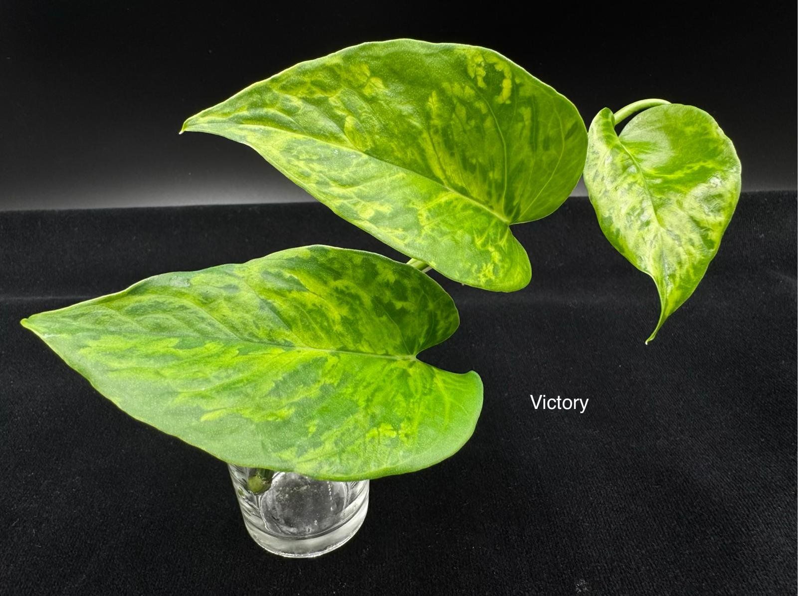 Piante & sementi: Epipremnum aureum 'Victory' – Nuovo (secondo la descrizione) da Bühler venduto da googelibear