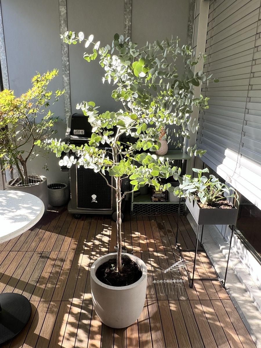 Piante & sementi: Eukalyptus Baum im Topf – Usato da Zürich venduto da Mariesieger
