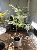 Eukalyptus Baum im Topf