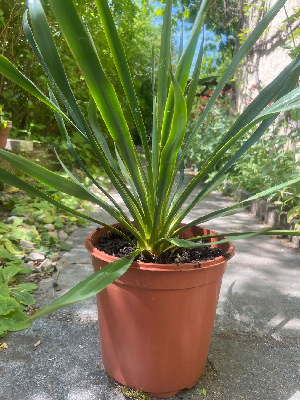 Piante & sementi: YUCCA FILAMENTOSA mit einer Blüte (ca 75 cm) – Usato da Möhlin venduto da mil_h55x 5