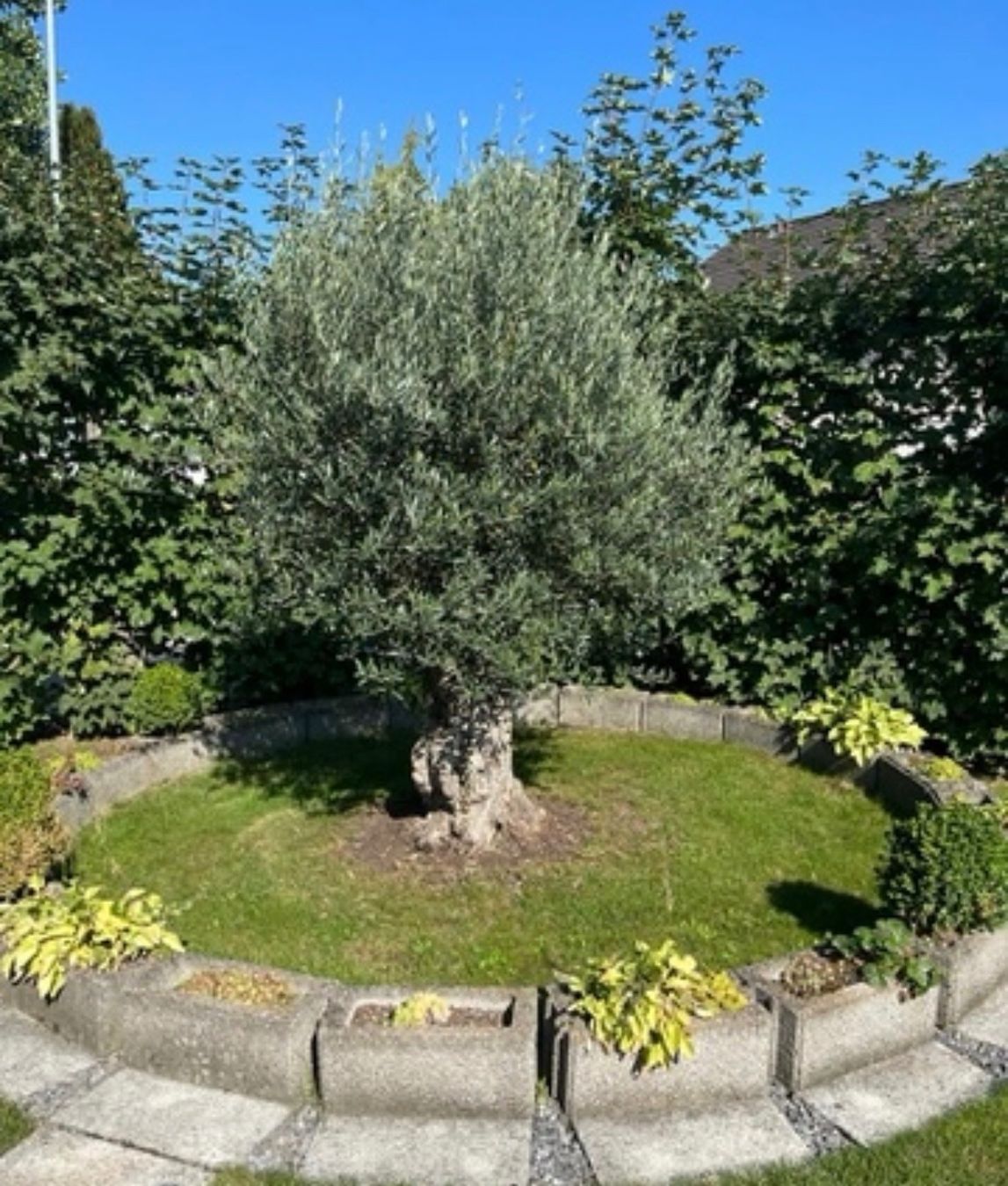 Pflanzen & Samen: Olivenbaum ca. 25 Jährig – Gebraucht aus Lenggenwil von xo.xo