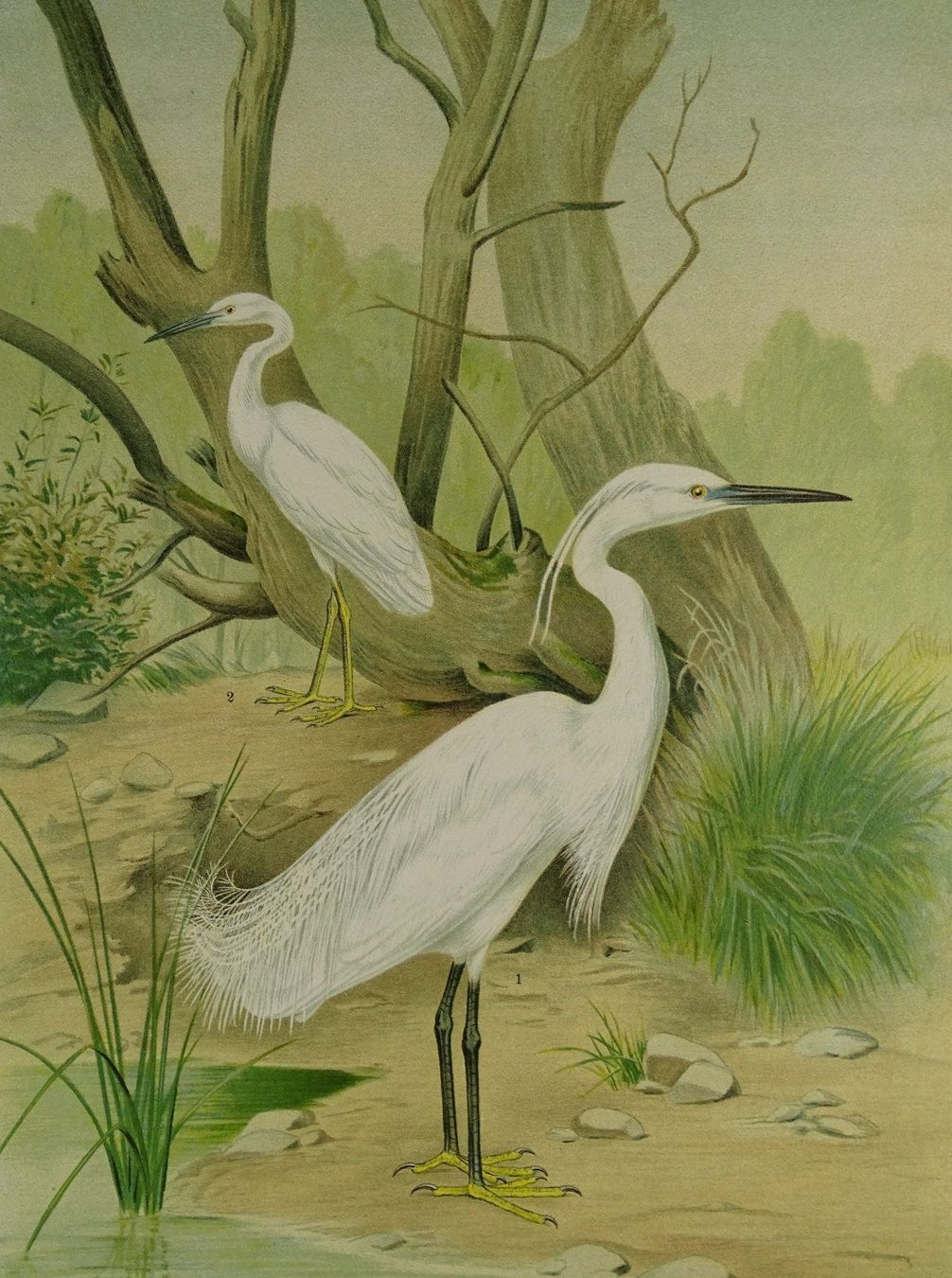 Grafica & Litografie: SEIDENREIHER, CHROMOLITHOGRAPHIE UM 1900 – Usato da Grüningen venduto da Kartensammler 2