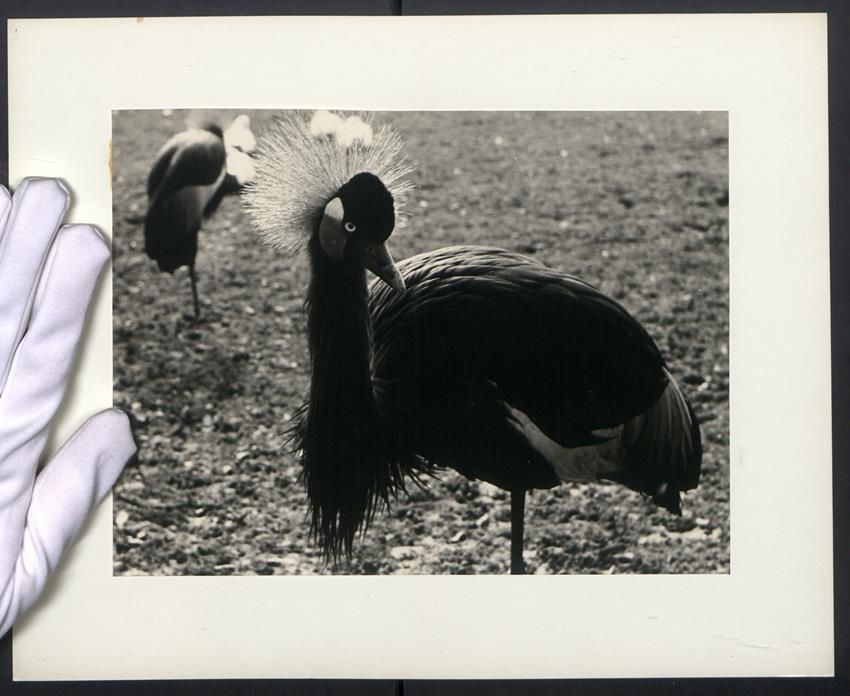 Fotografie &  Plakate: Fotografie Vogel Kronenkranich – Gebraucht aus Berlin von bartko-reher