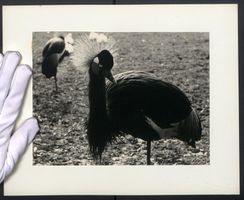 Fotografie Vogel Kronenkranich