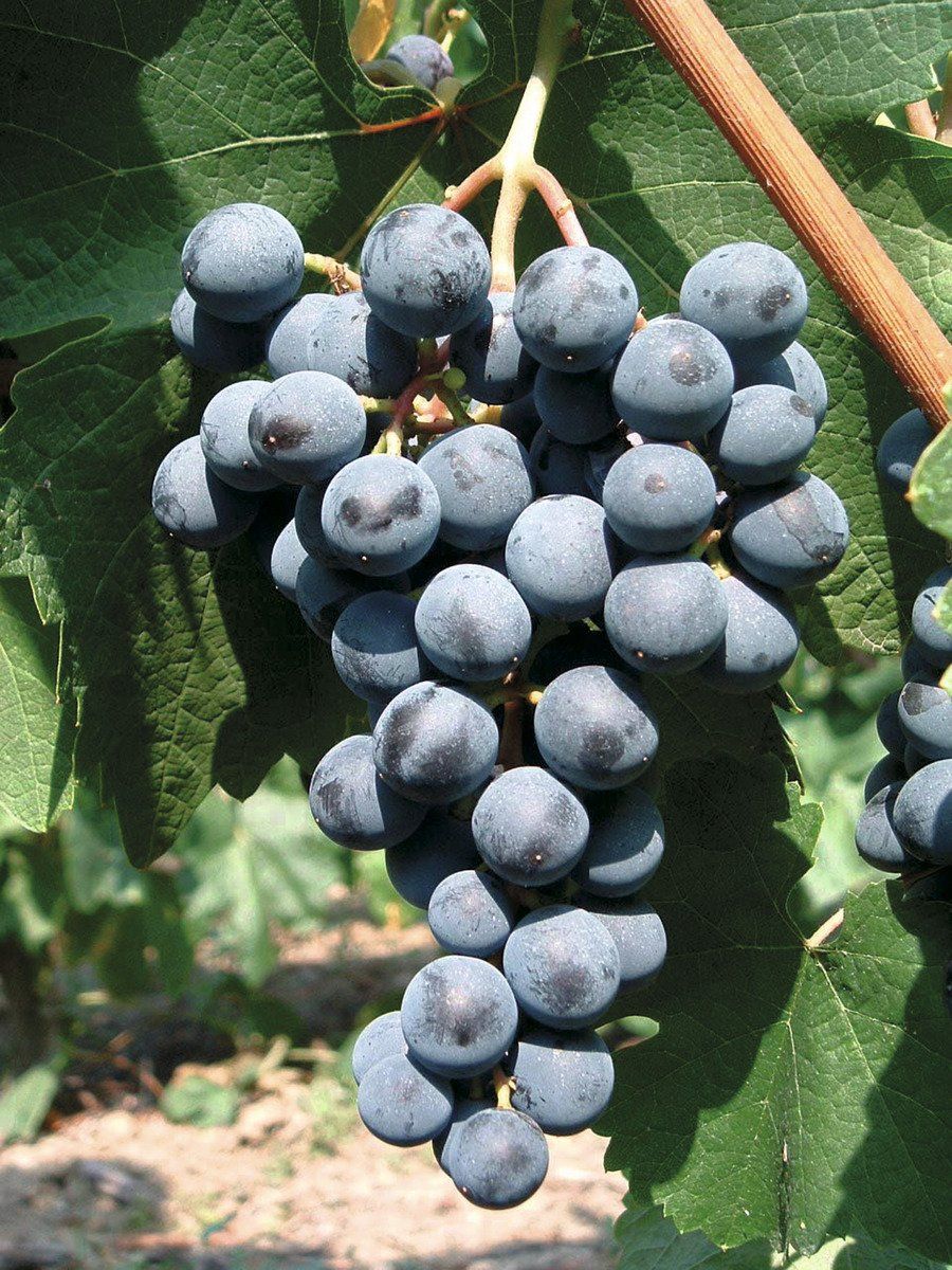Pflanzen & Samen: Tafeltraube - Campbell Early! – Neu (gemäss Beschreibung) aus Steffisburg von Petroselium