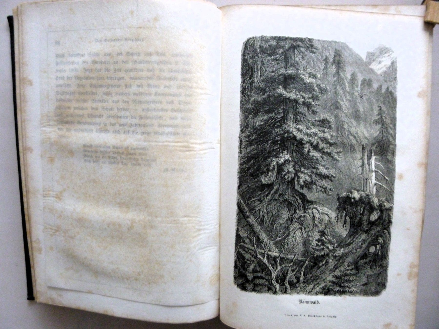 Libri: BERLEPSCH H.A. - Die ALPEN - 1861 - Illustriert – Usato da Uster venduto da schepus23 5