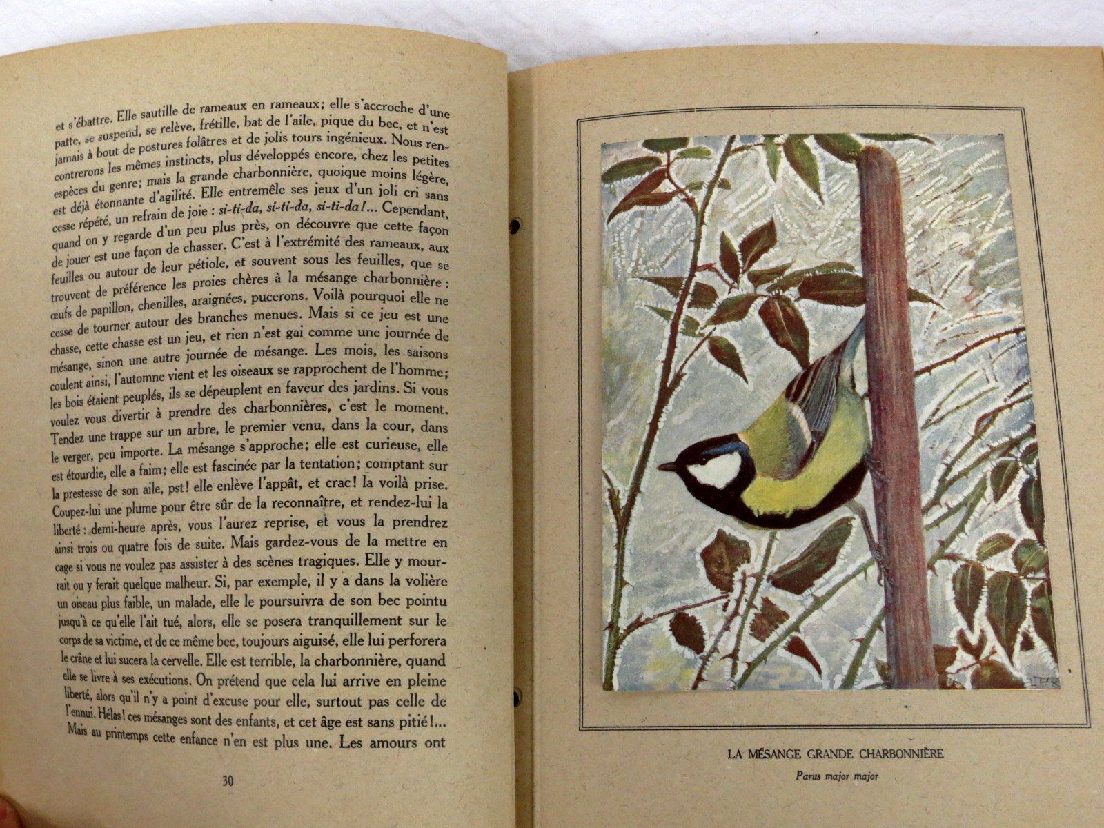 Libri: Nos oiseaux Eugène Rambert Paul Robert Livre illustré – Usato da Noville venduto da ceram 3