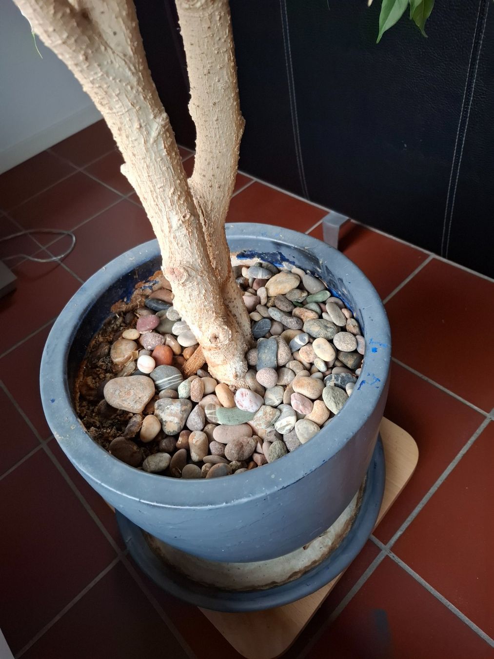 Piante & sementi: Ficus Pflanze 1.60 Meter hoch – Usato da Wattwil venduto da Holzwurm70 2