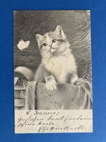 Katzenkarte mit Stempel Zürich 11.X.04-7 guter Zustand