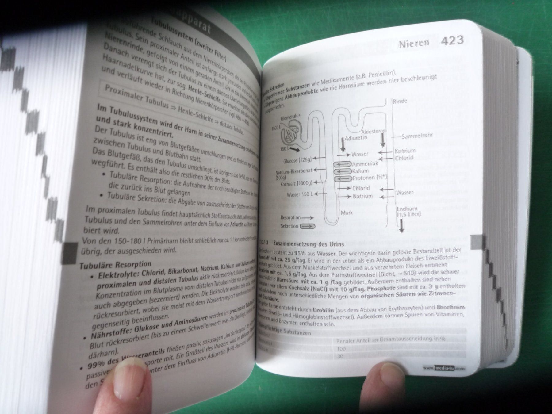 Bücher: Mensch Körper (Pocket) – Neu (gemäss Beschreibung) aus Rafz von Sonnenblume305 3