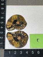 Ammonit Paar / Fossil / Stein