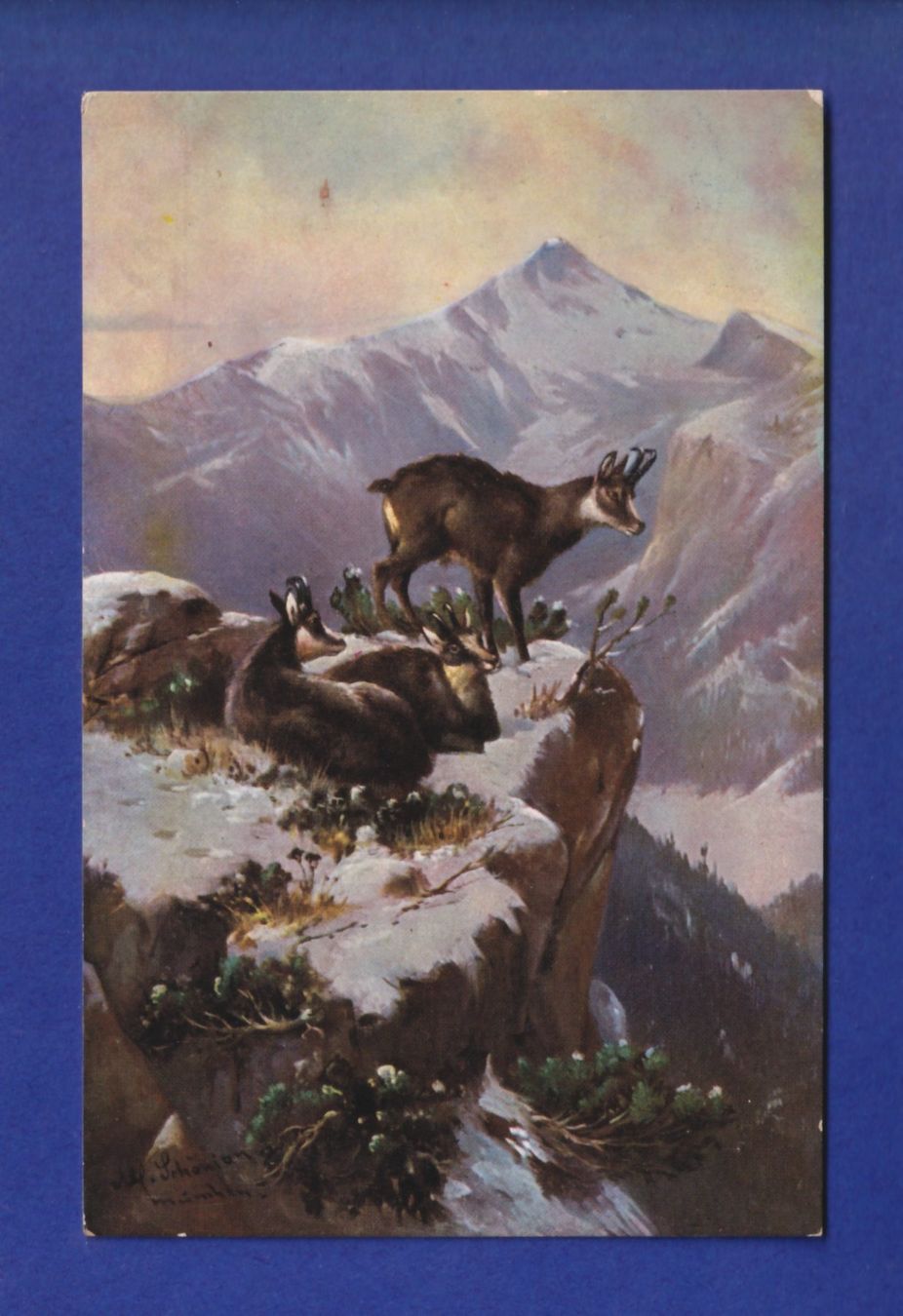 Cartes postales: CHAMOIS – D'occasion à Pully par nicecards-shop
