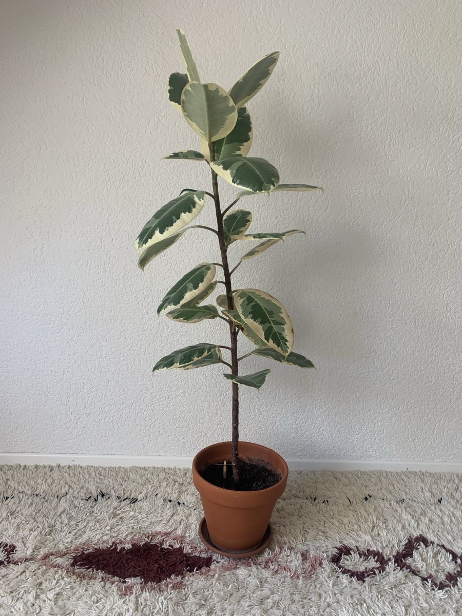 Piante & sementi: Ficus Elastica – Usato da Liebefeld venduto da mil_86qp