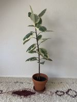 Ficus Elastica