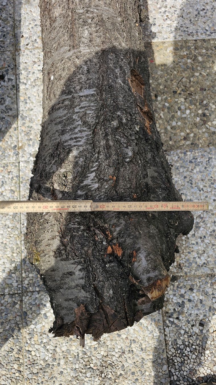 Articoli in legno: Kirsche Baumstamm – Usato da Ebikon venduto da Mmoe 2