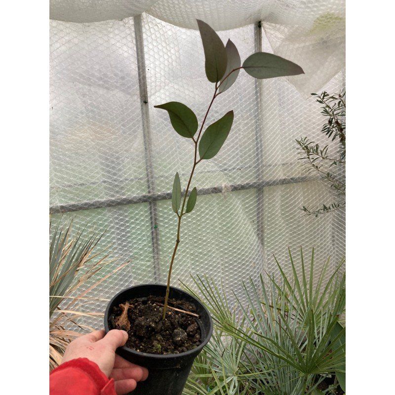 Piante & sementi: EUCALYPTUS DES NEIGES 30-40cm – Nuovo (secondo la descrizione) da Bremblens venduto da FIBONACCI369 6