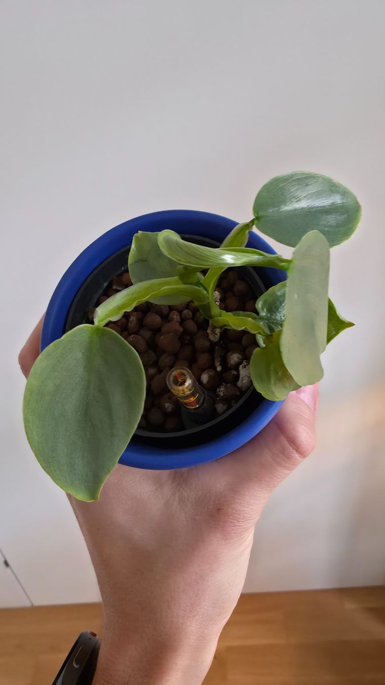 Pflanzen & Samen: Philodendron Silver Sword – Neu (gemäss Beschreibung) aus Zürich von The_Plant_Wizard 2