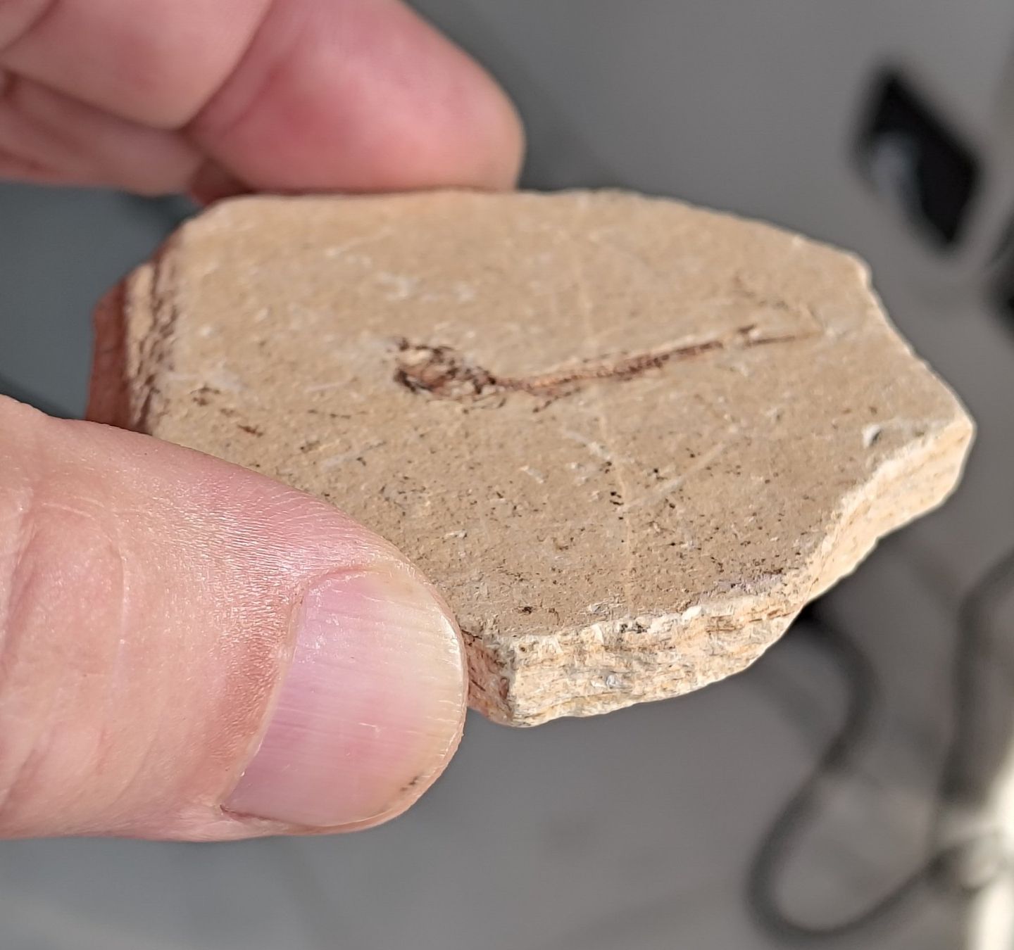 Fossilien: Pesci ossei fossili. 2 pz. – Neu (gemäss Beschreibung) aus Lugano von fbo_82wg 3