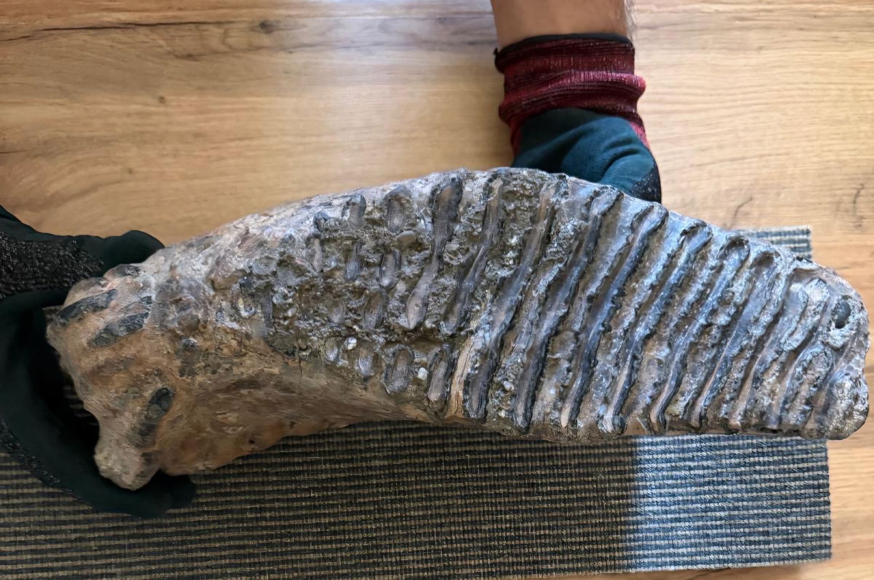 Fossili: mammutzähne – Usato da Zurigo venduto da gmi_2t55 1