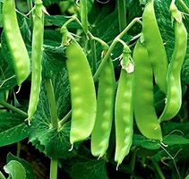 Ab 11.- 30 Samen  Zuckerschote MANGETOUT / PISUM SATIVUM‪‪