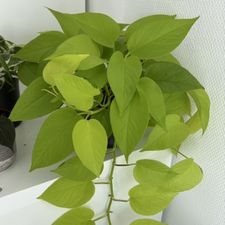 Profile image of lisa_plants