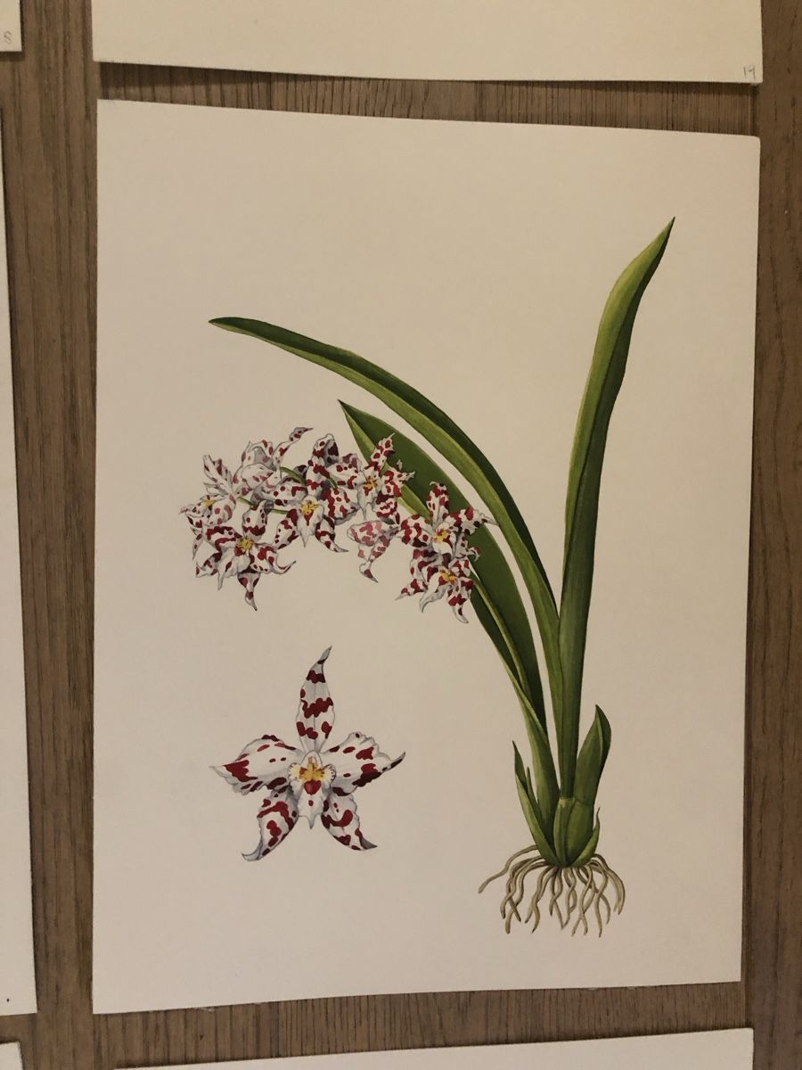 Tableaux: 12 handgemalte Orchideen-Bilder, Originale – D'occasion à Versoix par chr_2rpz 6