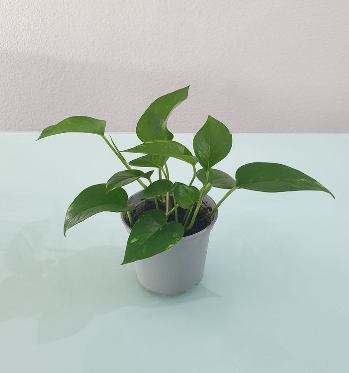 Pflanze Efeutute Epipremnum Pothos 20 cm Kaufen auf Ricardo