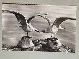 Les Mouettes - Lac Léman